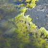Plants: image 42 Of 62 Thumb